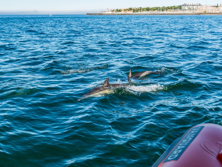 Cascais: Dolphin Watching Tour - What happens during the 2 hours out on the water