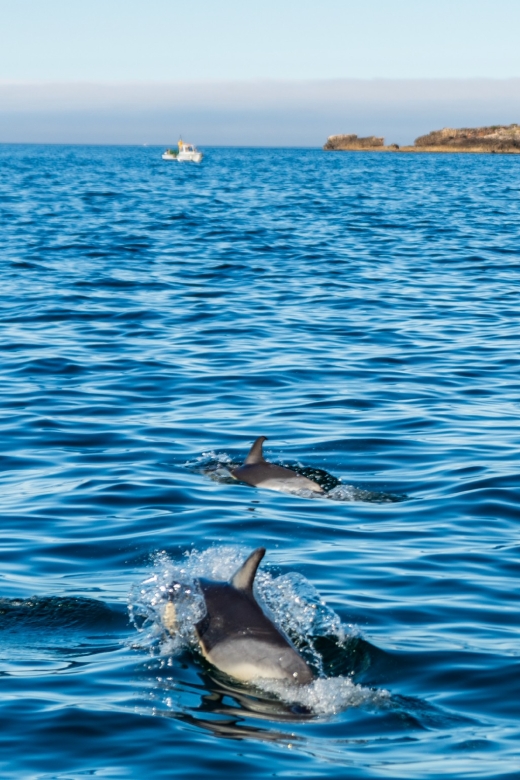 Cascais: Dolphin Watching Tour - The safety and distance rules that make this feel legit