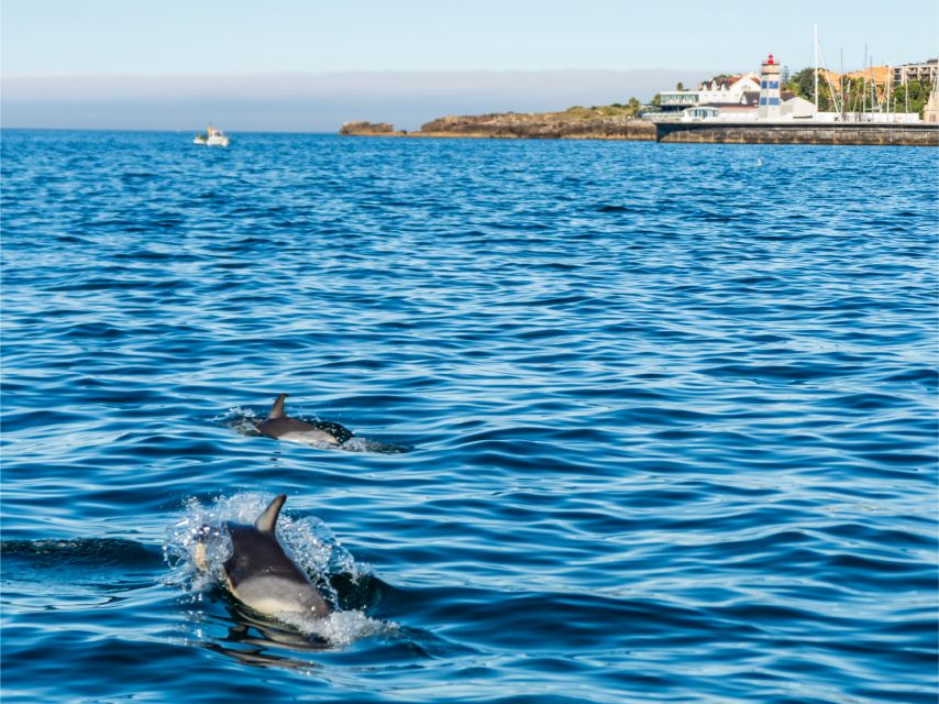 Cascais: Dolphin Watching Tour - What to bring so you feel comfortable the whole time