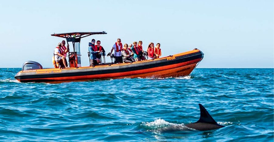 Cascais: Dolphin Watching Tour - Timing: why departures can shift with the sea