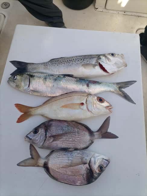 Cascais: Half-Day Fishing Trip - Key things to love about Cascais half-day fishing