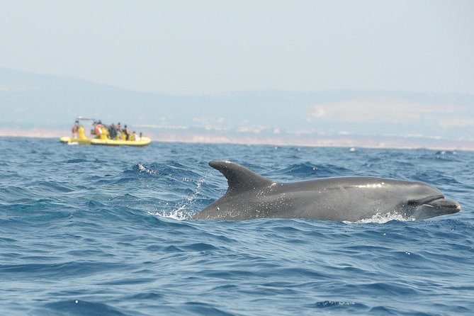 Caves and Dolphin Watching Cruise from Albufeira - Comfort, sea conditions, and why some days feel different