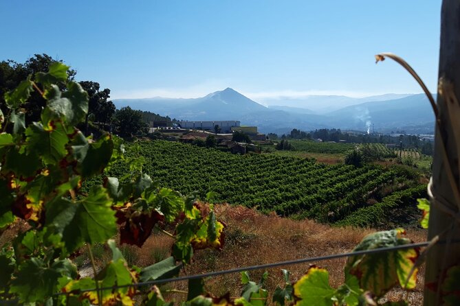 Classic Tasting | Quinta de Santa Cristina Vinho Verde - Winery tour: from grape reception to bottling time