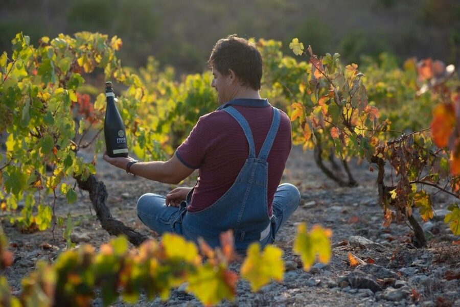 Coimbra: Prior Lucas Wine Experience - The Vineyard Walk: Where Bairrada’s Clay and Ocean Shape the Wine