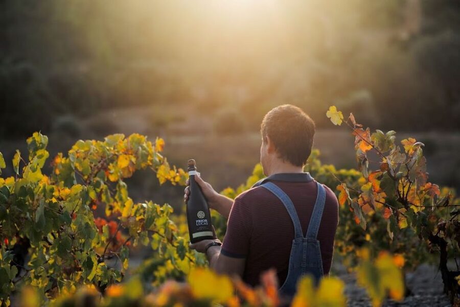 Coimbra: Prior Lucas Wine Experience - The Wines and Olive Oil Tasting You Actually Get