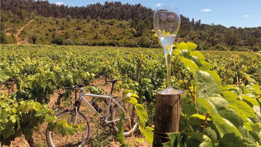 Coimbra: Prior Lucas Wine Experience - Sustainable Wine, Explained in Plain Terms