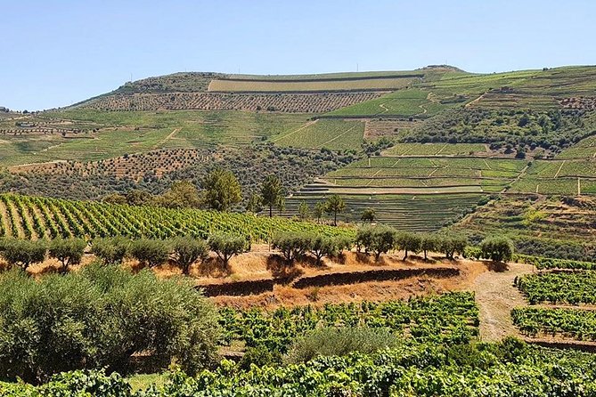 Complete Douro Valley Wine Tour with Lunch, Wine Tastings and River Cruise - Coffee stops, photo stops, and timing tips for a long day