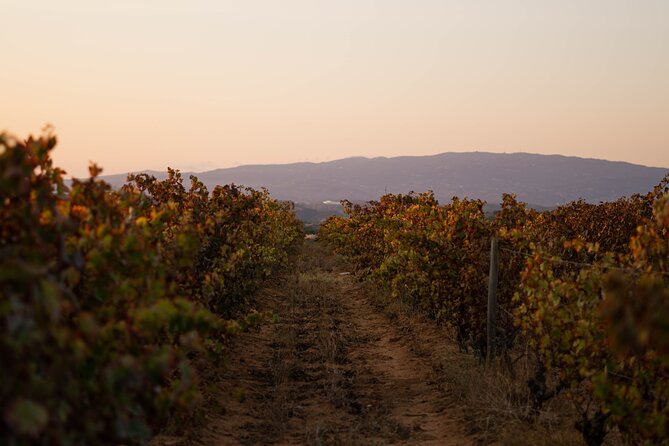 Dinner at the Vineyards in Lagoa - The Estate Setting: vines, family stories, and a relaxed vibe