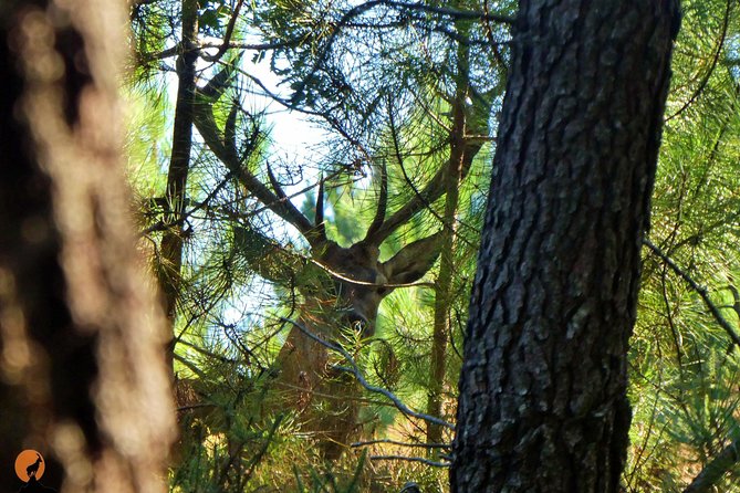 Discovering Nature in Serra da Lousã - Aldeias do Xisto at Gondramaz and Coentral: stone villages and local flavors