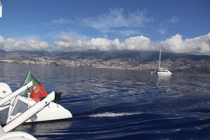 Dolphin and Whale Watching Catamaran Cruise from Funchal - Catamaran comfort, drinks on board, and sea-sickness tips