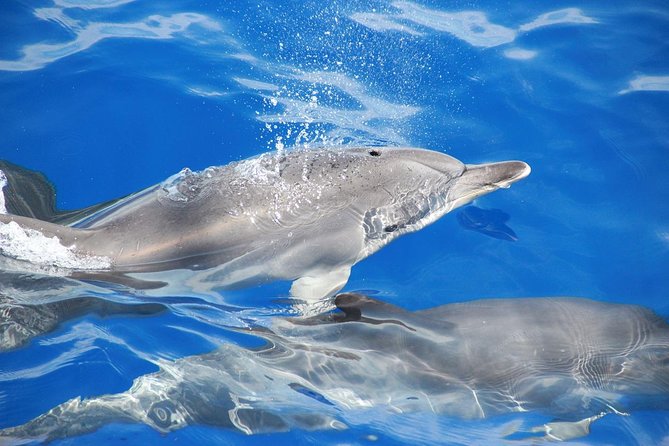 Dolphin and Whale Watching Catamaran Cruise from Funchal - Price and value: is $48.27 worth it?