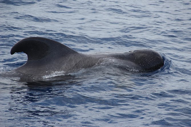 Dolphin and Whale Watching Catamaran Cruise from Funchal - Who this tour suits best (and who may prefer something smaller)