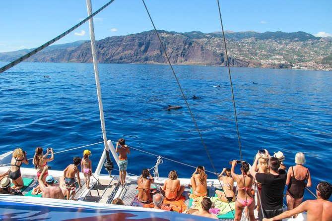 Dolphin and Whale Watching Catamaran Cruise from Funchal - Where to meet in Funchal and how to get on board smoothly