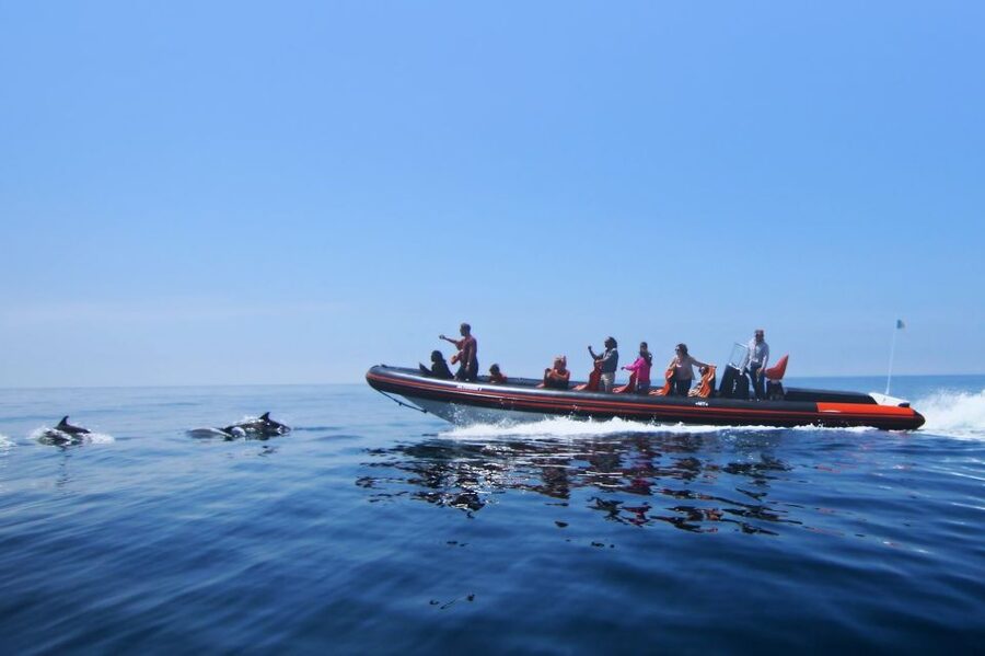 Dolphin Safari and Cave Tour in Vilamoura - Key Points Before You Go