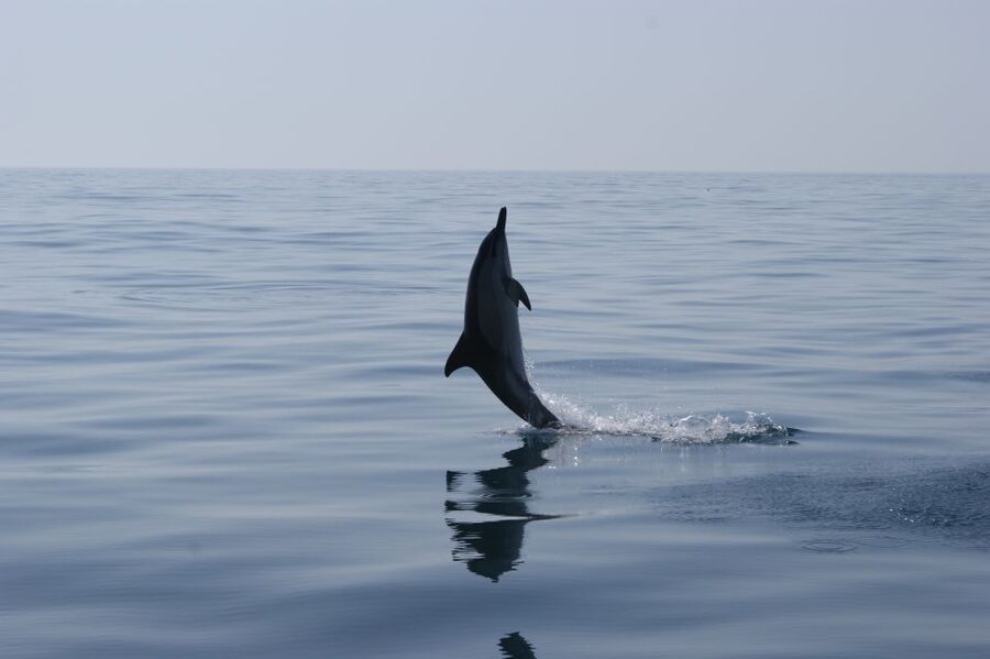 Dolphin Safari and Cave Tour in Vilamoura - The Crew and the Running Commentary You’ll Actually Use