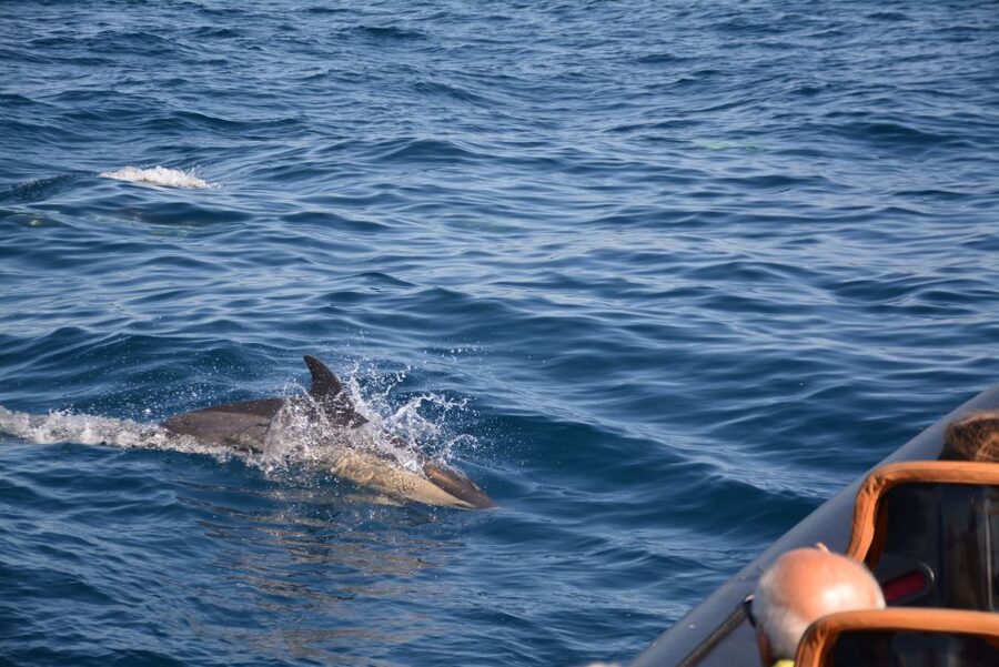 Dolphin Safari and Cave Tour in Vilamoura - The Boat Ride Details: Comfort, Cold Spray, and Safety Notes