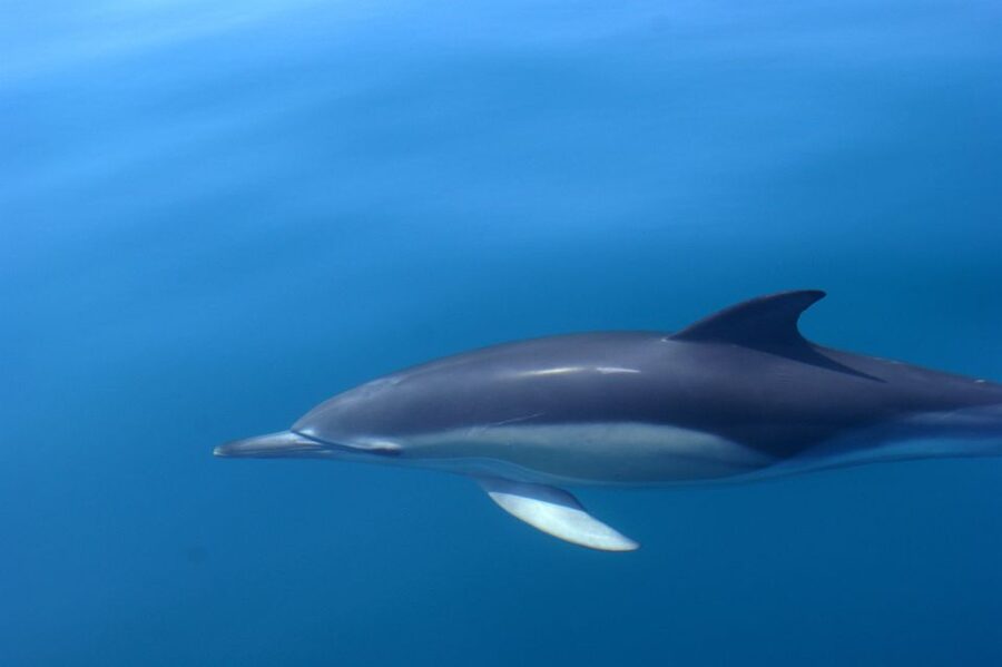 Dolphin Safari and Cave Tour in Vilamoura - Who Should Book This Dolphin Safari and Cave Tour