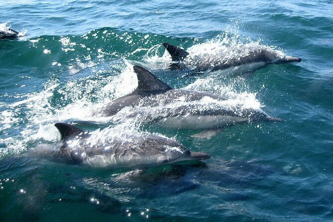 Dolphin Watching + 2 Islands Tour - From Faro - Ilha do Farol: lighthouse village vibes and a slower island look