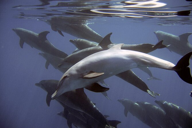 Dolphin Watching + 2 Islands Tour - From Faro - Ilha Deserta and the chance to swim in crystalline water