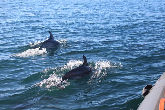 Dolphin Watching + 2 Islands Tour - From Faro - What’s included, what’s missing, and what to pack for a smooth morning