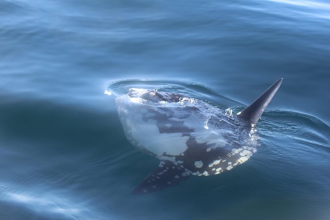 Dolphin Watching + 2 Islands Tour - From Faro - Price and value for $72.59 from Faro