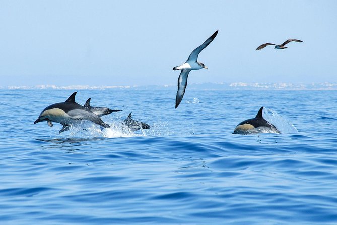 Dolphin Watching and Cave Boat Cruise from Albufeira - Dolphin watching in the wild: what success actually feels like