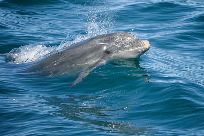 Dolphin Watching and Cave Boat Cruise from Albufeira - Meet at Alameda da Orada 2 and get your bearings fast