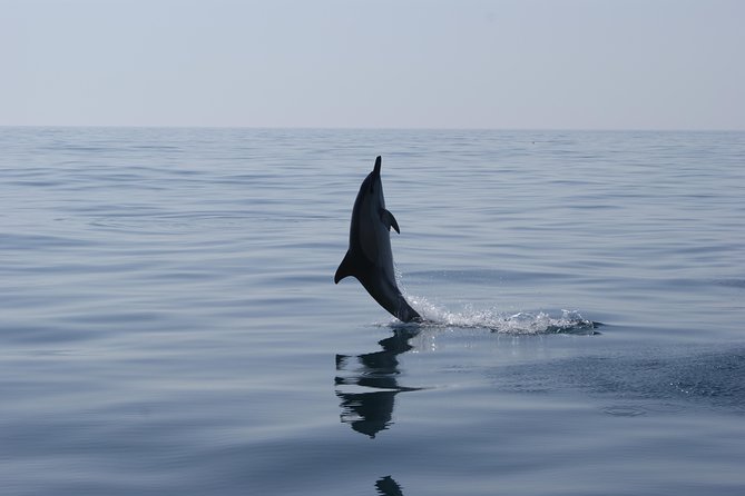 Dolphin Watching and Cave Tour from Vilamoura - Price and Value: Is $48.06 for 2 Hours a Good Deal?