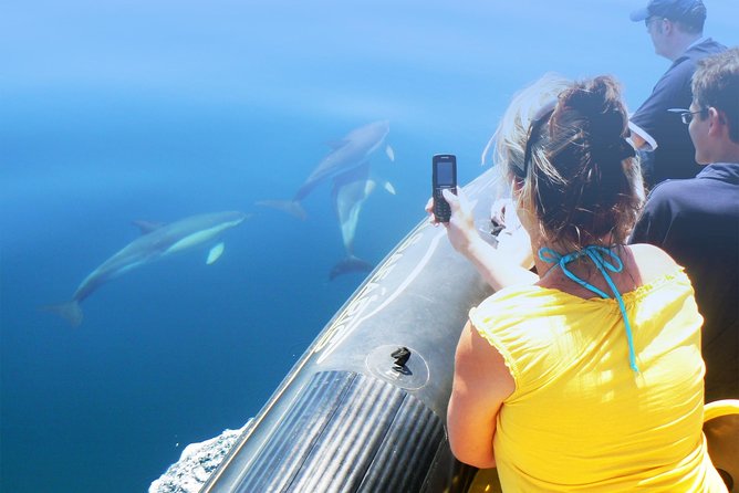 Dolphin Watching and Cave Tour from Vilamoura - What’s Included, What’s Sold Separately, and What to Bring
