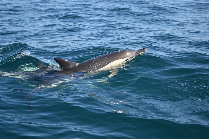 Dolphin Watching and Cave Tour from Vilamoura - Should You Book This Dolphin and Cave Cruise From Vilamoura?