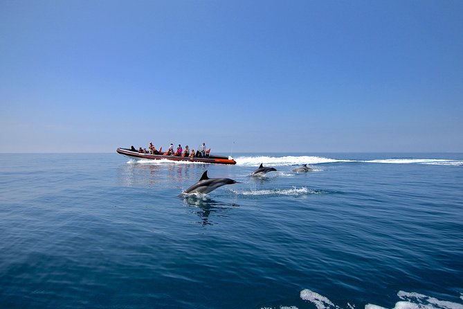 Dolphin Watching and Cave Tour from Vilamoura - The Dolphin Watching Part: What You Are Actually Looking For