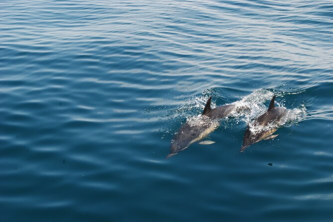 Dolphin Watching and Caves Cruise - Price and Value at About $37.49 for a 2.5-Hour Sea Adventure