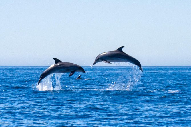 Dolphin Watching from Lagos with Marine Biologists - Meeting BlueFleet in Lagos, right inside Lagos Train Station