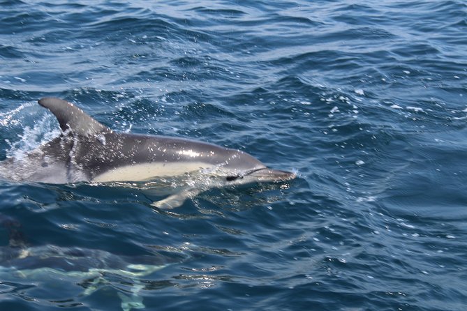 Dolphin Watching from Lagos with Marine Biologists - The RIB ride and the marine-biologist setup: how the trip really runs