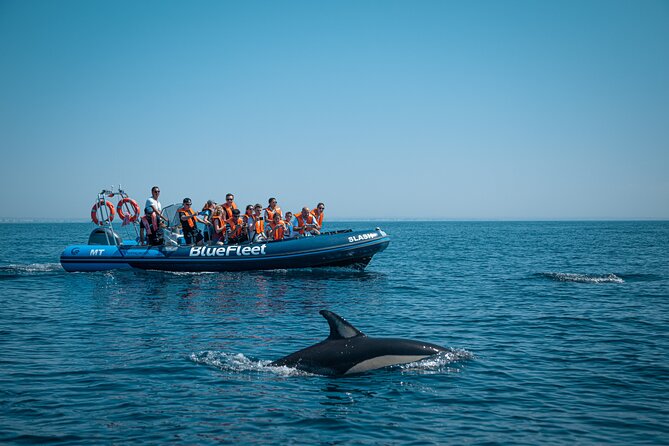 Dolphin Watching from Lagos with Marine Biologists - Price of $48.39 in Lagos: what you’re actually paying for