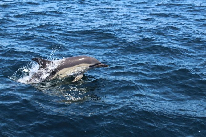 Dolphin Watching from Lagos with Marine Biologists - Safety and dolphin respect: what the crew does that makes a difference
