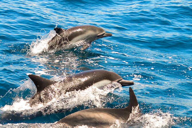 Dolphin-Watching in Marina de Lagos - Key highlights you should care about