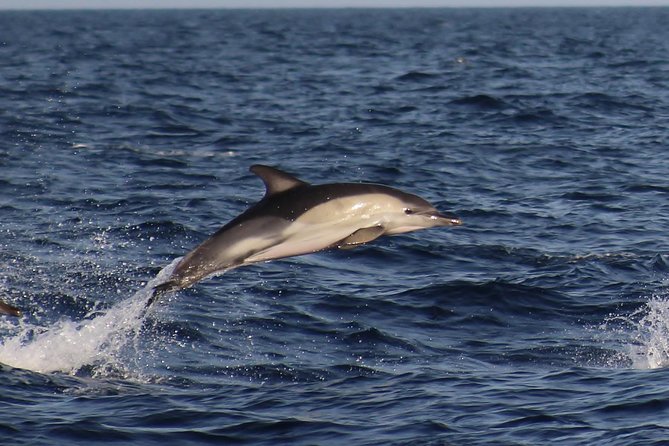 Dolphin-Watching in Marina de Lagos - Where the tour starts in Lagos, and what the 90 minutes feel like