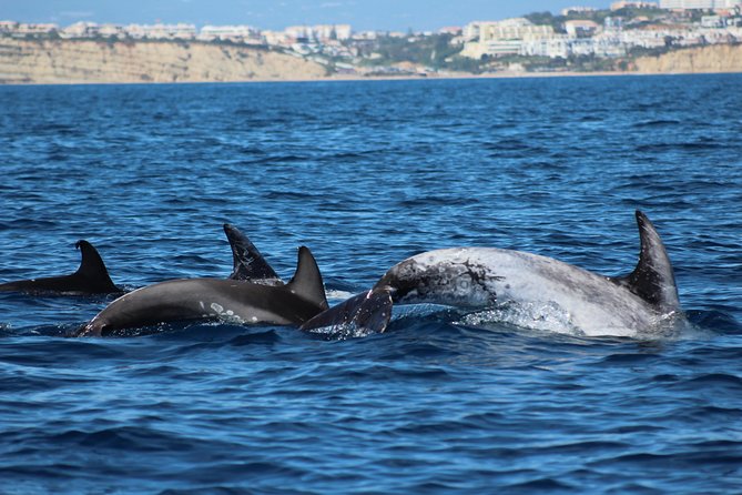 Dolphin-Watching in Marina de Lagos - How close-up viewing works when skippers respect the dolphins