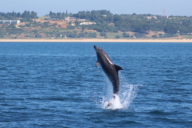 Dolphin-Watching in Marina de Lagos - The speedboat reality check: sea spray, motion, and comfort