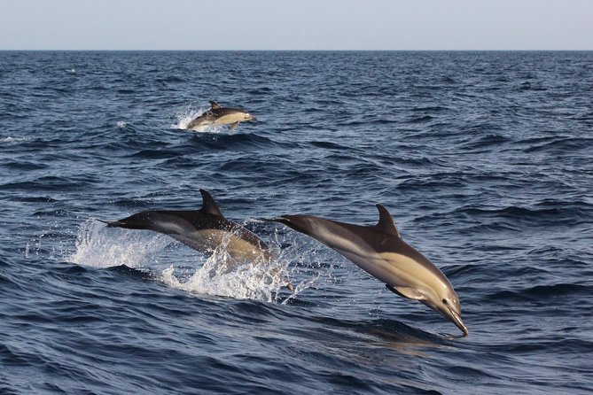 Dolphin-Watching in Marina de Lagos - Who this dolphin watching trip is best for