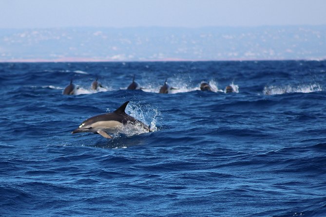 Dolphin-Watching in Marina de Lagos - Value for $41.13: what you get, what you pay for