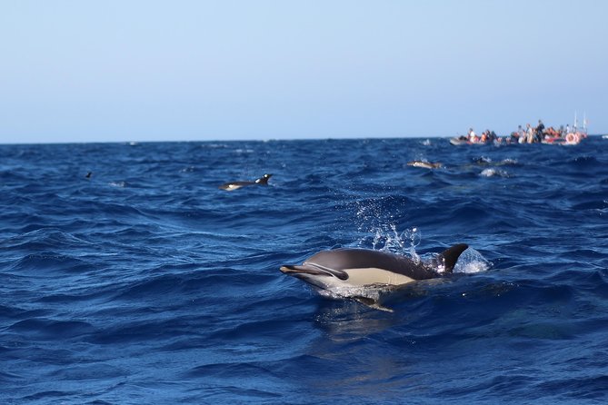 Dolphin-Watching in Marina de Lagos - A simple packing and timing plan that makes the trip smoother