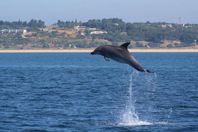 Dolphin-Watching in Marina de Lagos - Should you book dolphin watching in Marina de Lagos?