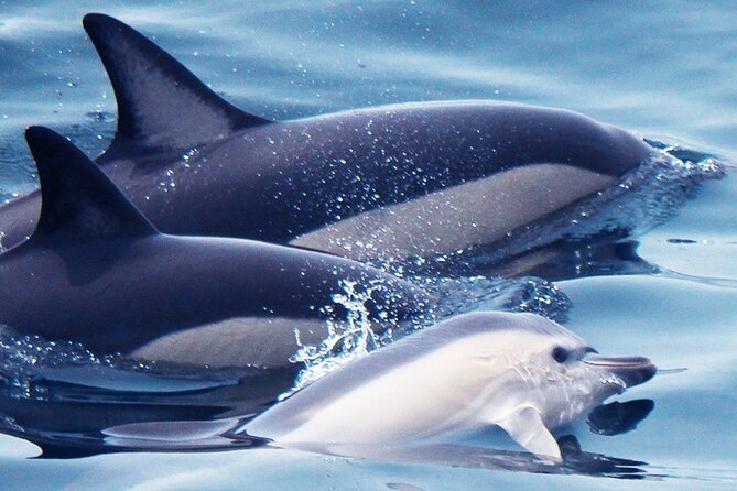 Dolphin-Watching in Marina de Lagos - The offshore search for bottlenosed and common dolphins