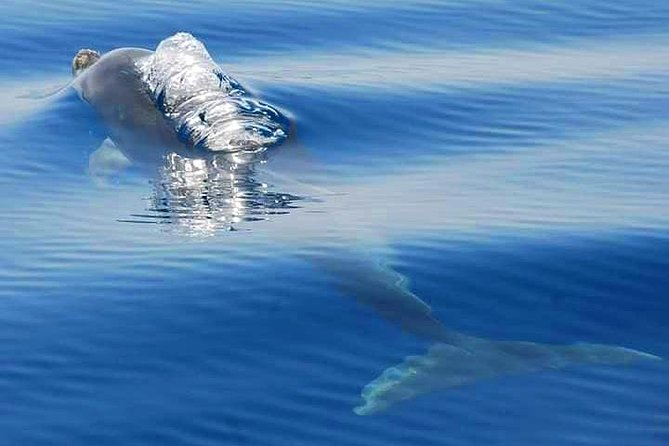 Dolphins Search and Benagil Caves from Albufeira - Dolphin Search Along the Algarve Coast, What to Expect and How to Play It