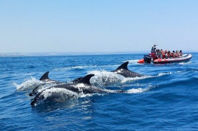Dolphins Search and Benagil Caves from Albufeira