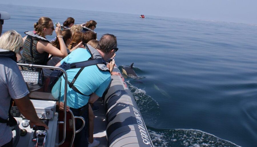 Dolphins Watching - Portimão - FAQ