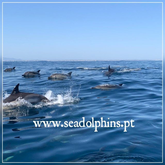 Dolphins Watching - Portimão - Why Portimão and Praia da Rocha work so well for dolphins