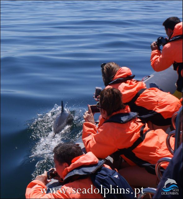 Dolphins Watching - Portimão - Dolphin watching at Praia da Rocha: how the spotting time feels in practice